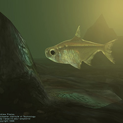 3D fish and environment